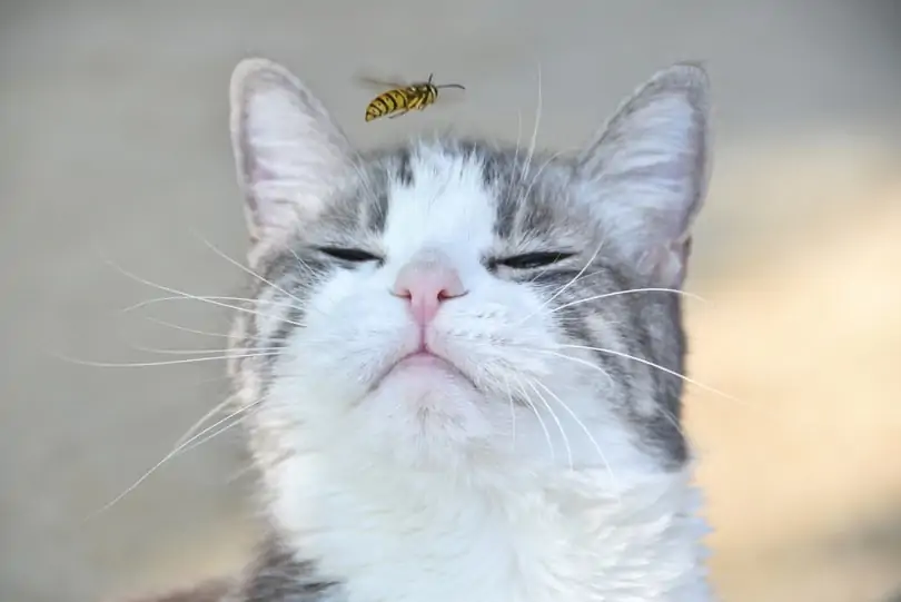 Что делать, если кошку укусила пчела: симптомы, первая помощь, лечение