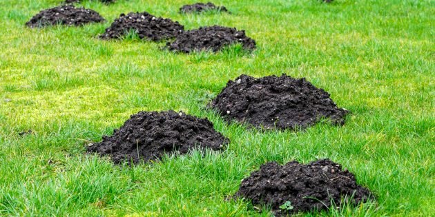 Кучи рыхлой земли, указывающие на нашествие кротов. Фото: zigmunds / Depositphotos📷
