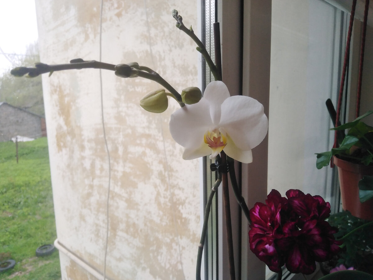 Теперь цветут постоянно: вот и сейчас я в режиме ожидания