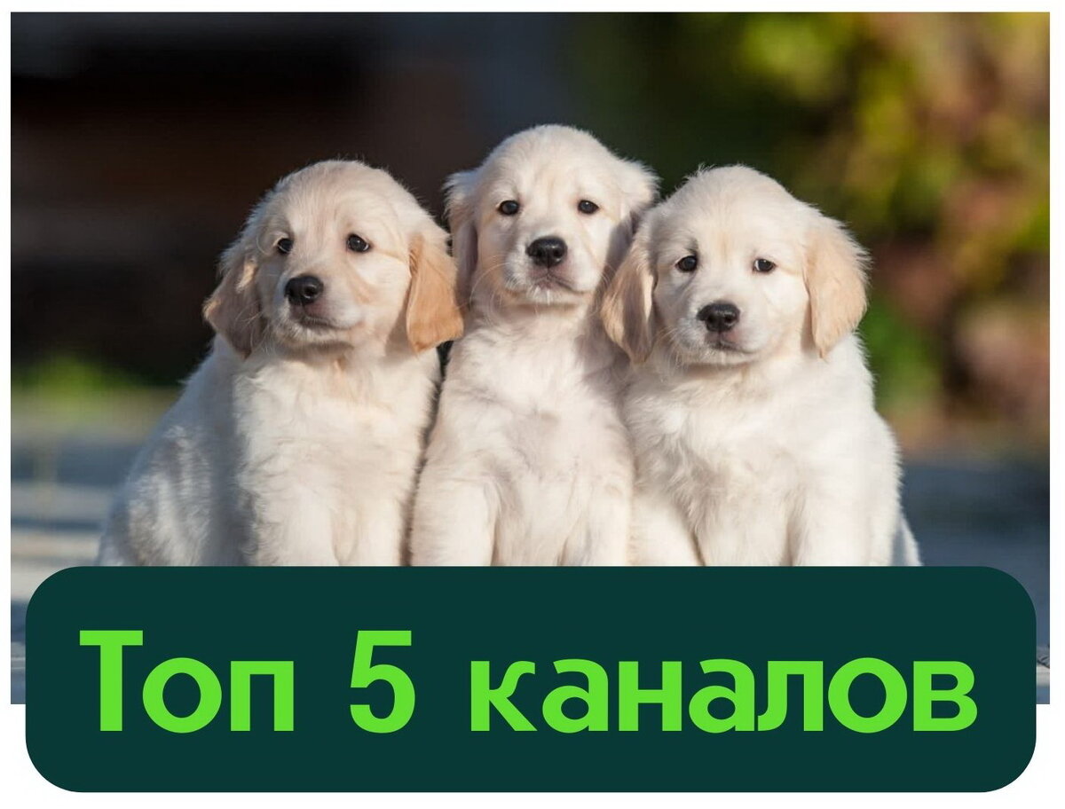 Изображение взято из открытых источников интернета.