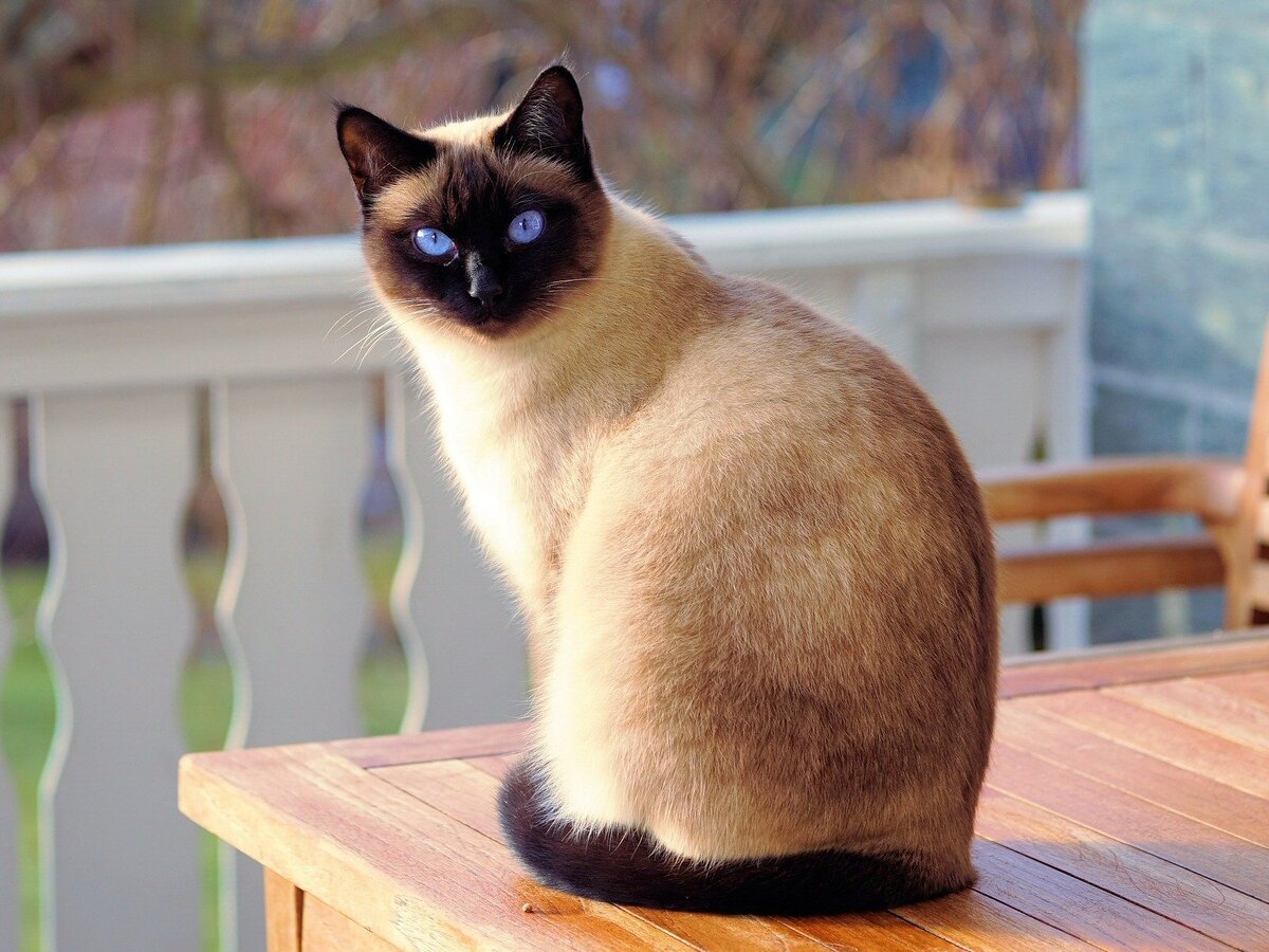 Голубоглазая кошечка