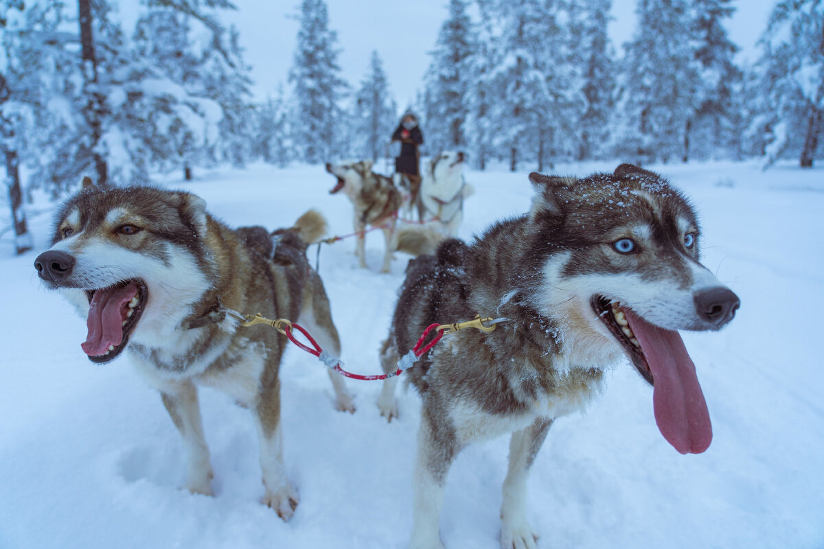 Husky Safari Finland