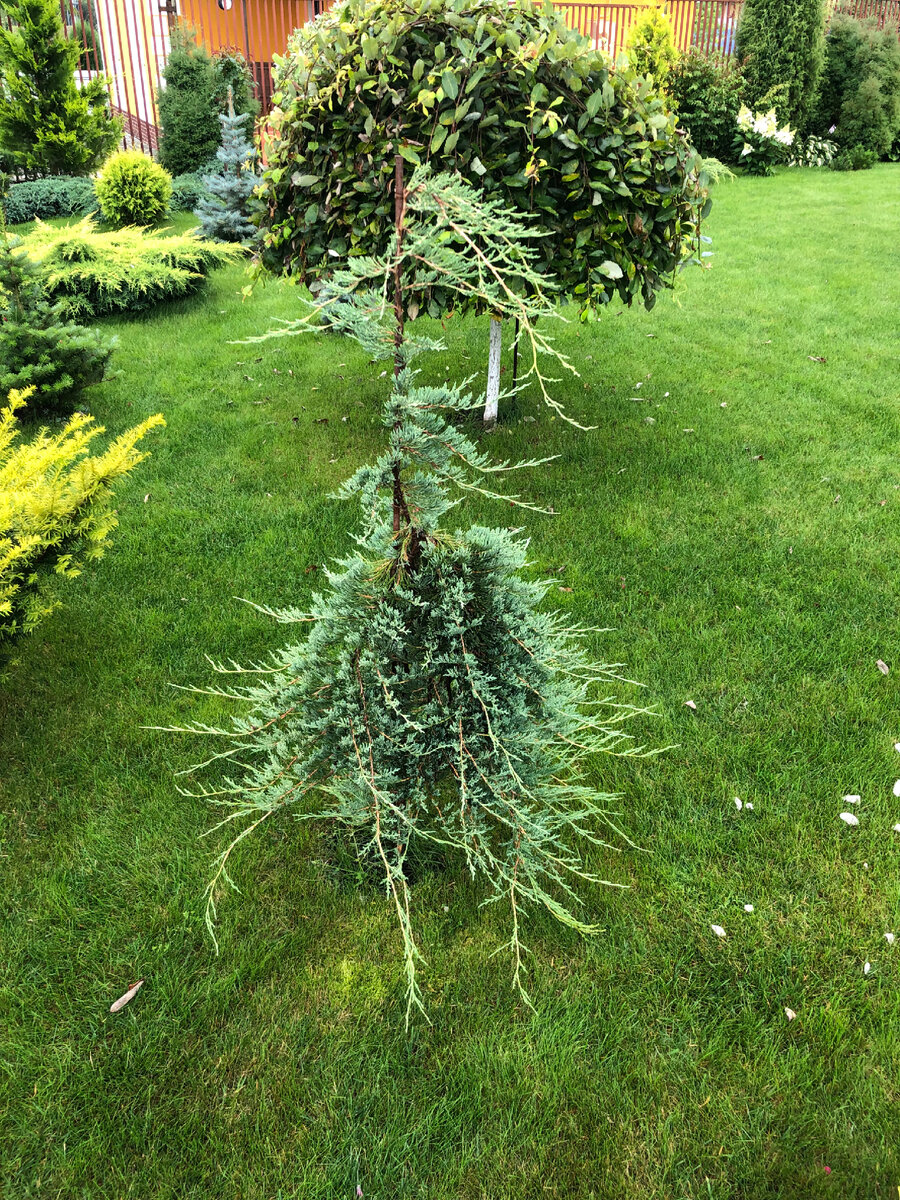 Можжевельник горизонтальный Вилтони