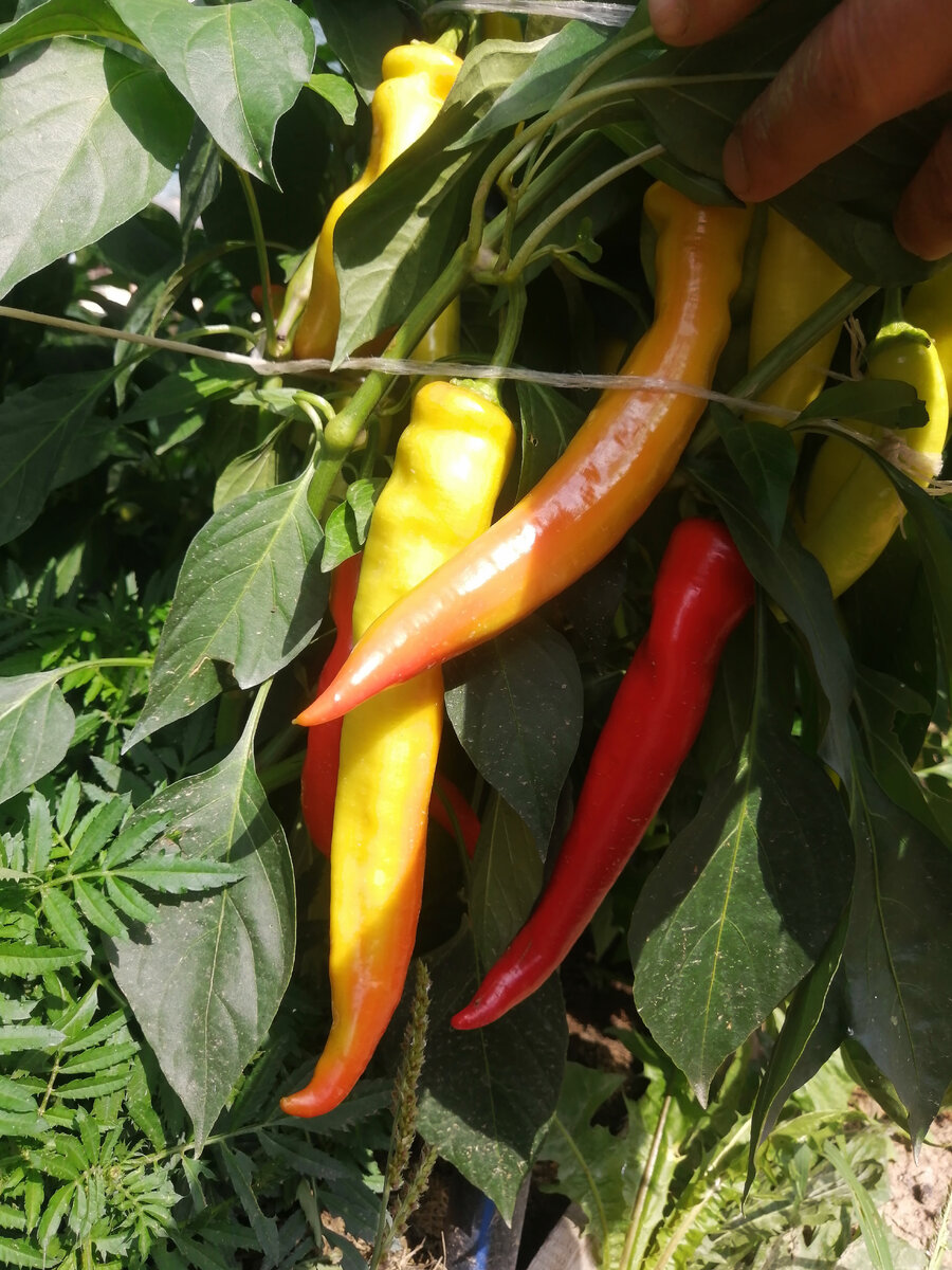 Цицак перец описание. Армянский перец цицак. Перец цицак характеристика и описание сорта. Перец острый армянский цицак. Цицак фото.