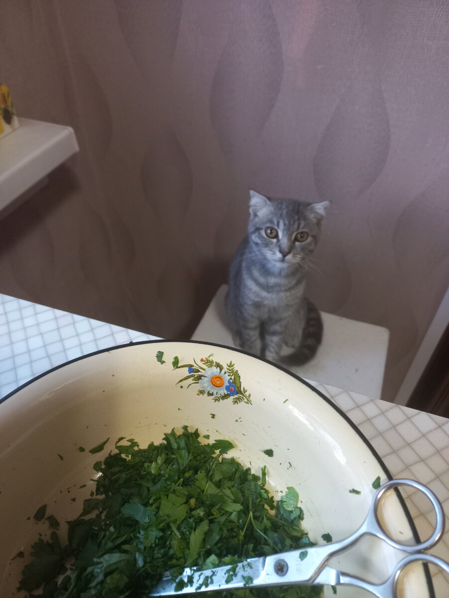 Под присмотром и чутким руководством синьора Бублика😸