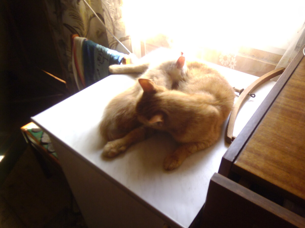 Пышка и Варька. Фото автора