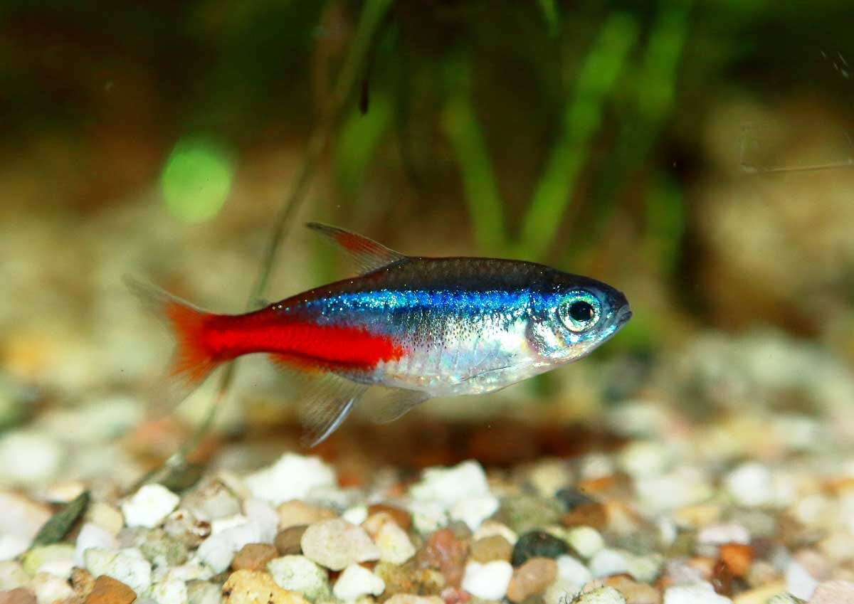 Классический окрас neon tetra или голубой неон