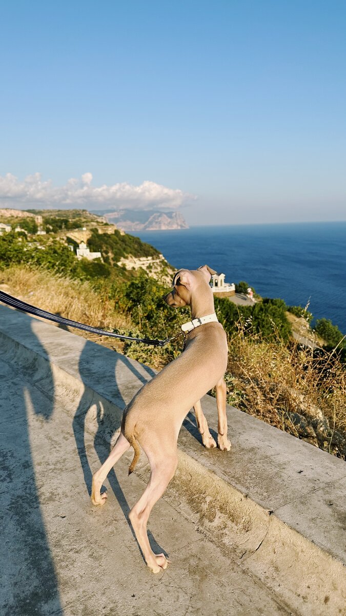 Похожая порода низкорослых борзых встречалась еще в Древнем Египте и есть предположение, что ее предок- фараоновая собака. Ну профиль у них и впрямь похож🙂.  На территории Европы эта собачка оказалась в период римских завоеваний и приобрела наибольшую популярность в эпоху Возрождения, когда их держали в домах богатые итальянцы,в том числе и Медичи.