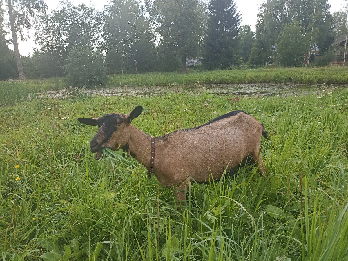 Патриция пасётся