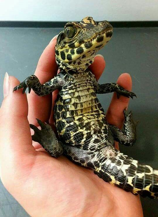 Источник фото: pinterest.com/pin/3237030969101839/