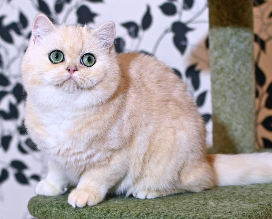 Frida from Raven City