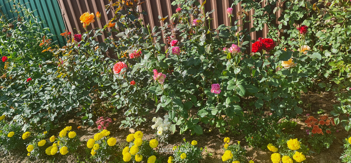 Мои розы в сентябре 