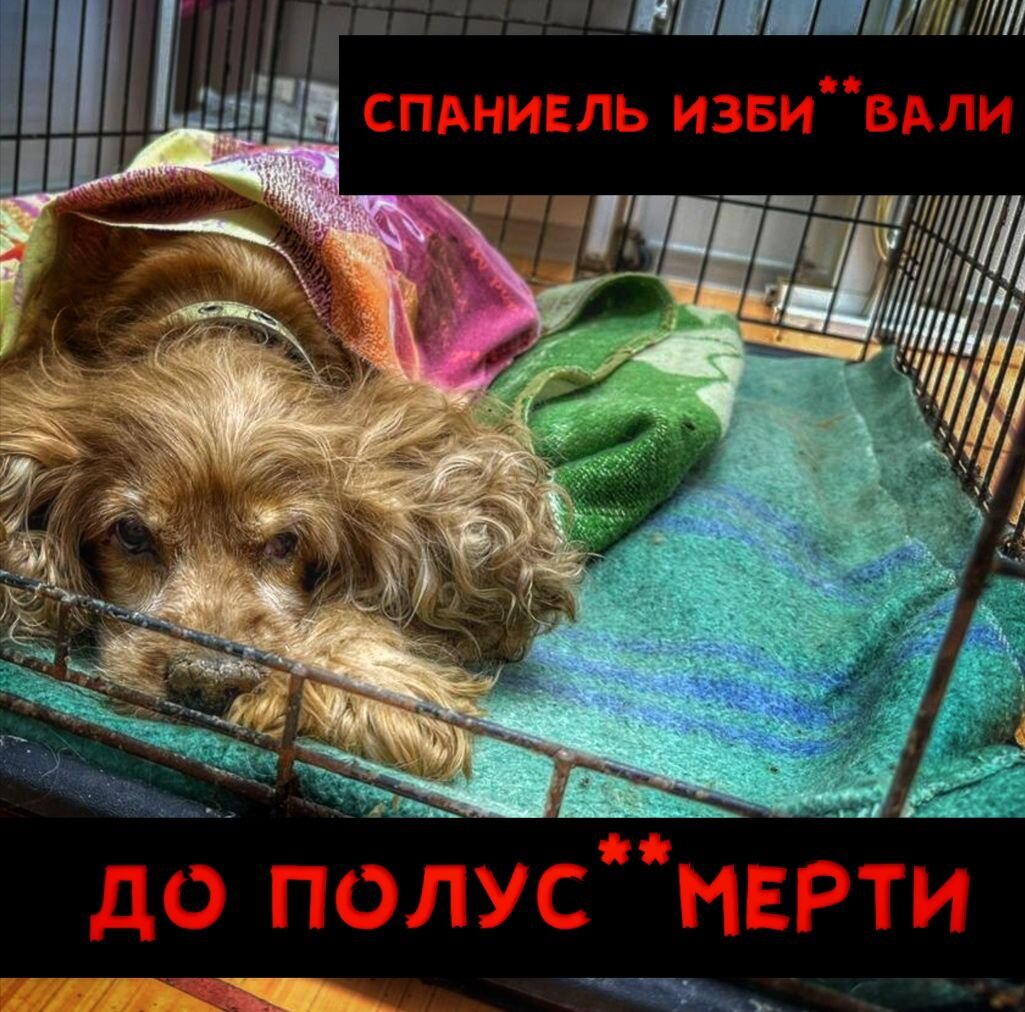 Лора пог*ибает в приюте... БЕЗ ЛЕКАРСТВ!