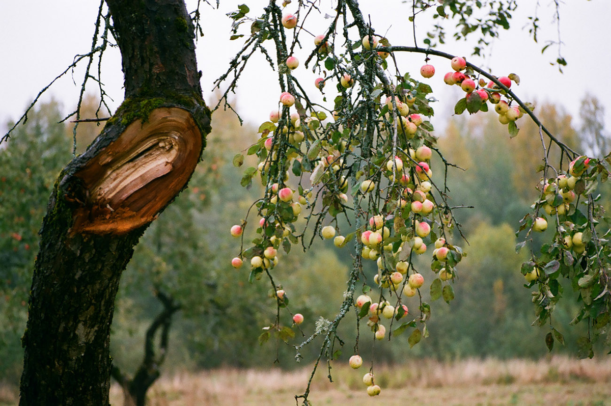 Дикая яблоня в лесу