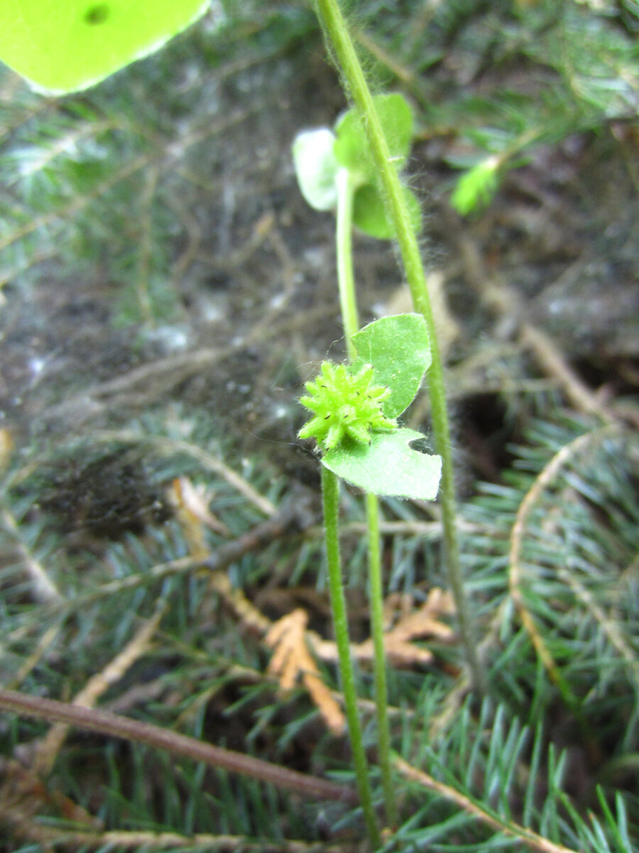 В соцветии печёночницы завязались семена