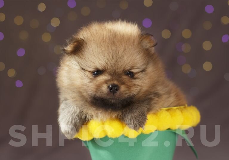 Фото: Мария Сушлякова (shpic42.ru)