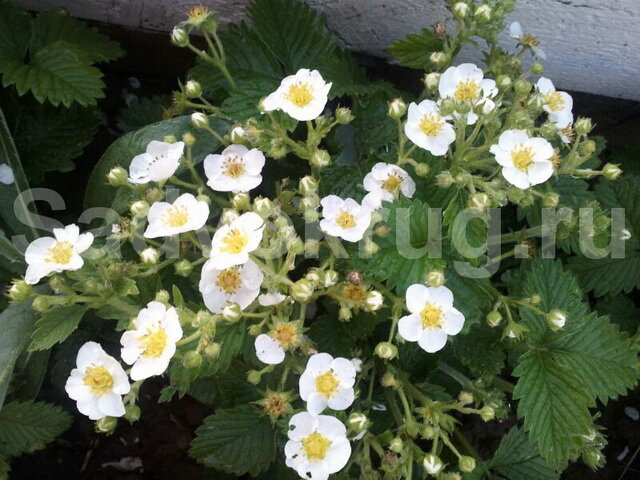 Хорошая почва- залог хорошего урожая