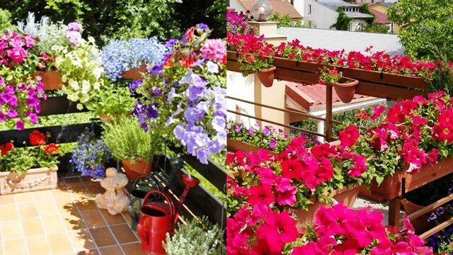 Фото: https://ogrod-online.pl/twoj-balkon-piekny-caly-rok/