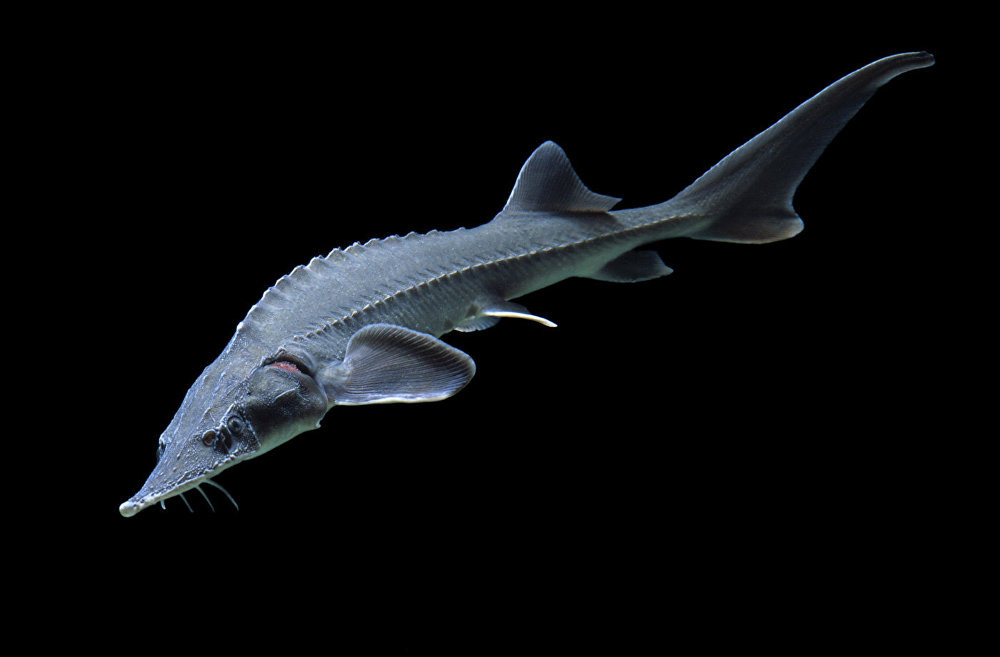 Байкальский осётр