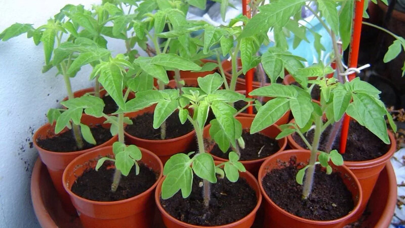 
 Если рассаду пересадить в почву, предварительно, за неделю, обработанную Байкалом, то растение начнет очень хорошо развиваться. 