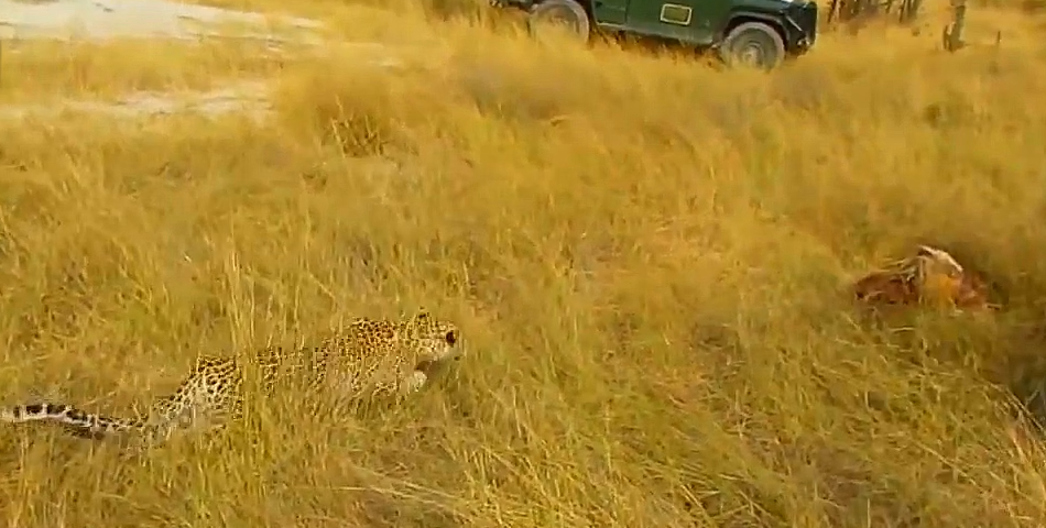 Леопард подбирается к добыче.