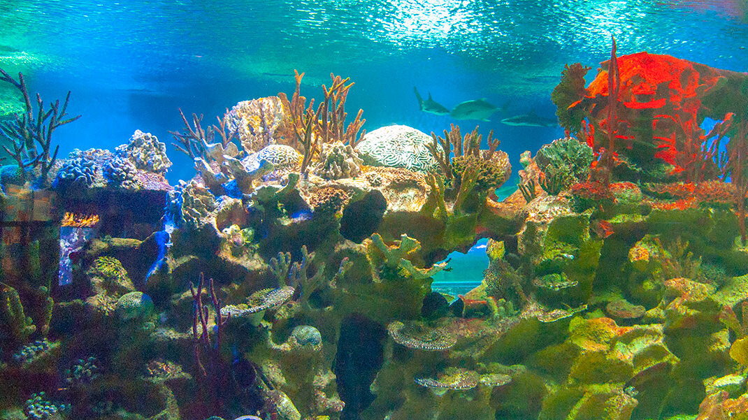 Океанариум спб. Океанариум Aquamundo. Нептун в аквариум. Дно океана СПБ. Главные аквариумы океанариума.