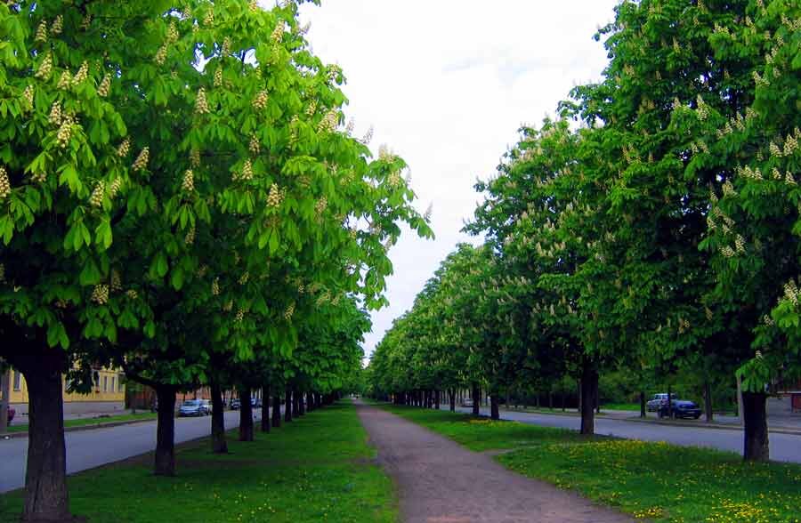 Фото каштаны в калининграде