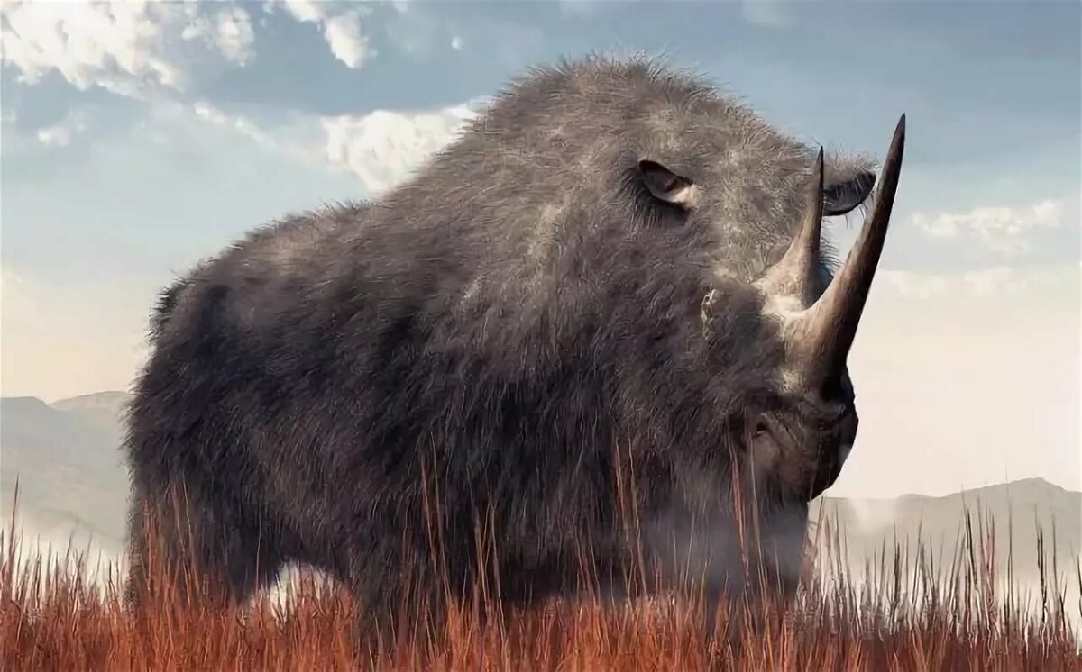 Носорог шерстистый плейстоцен