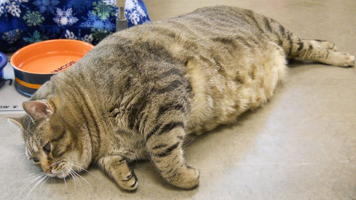 Самый толстый кот | Удивительные факты и места | Дзен