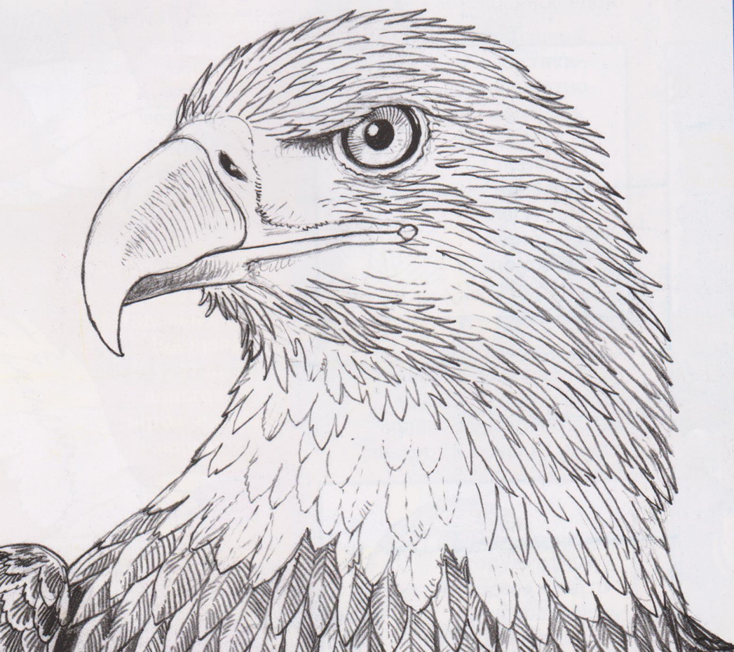 Рисунок орла. Орел карандашом. Рисунки Орлов карандашом. Голова орла карандашом. Беркут карандашом.