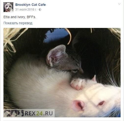 Фото: Brooklyn Cat Cafe