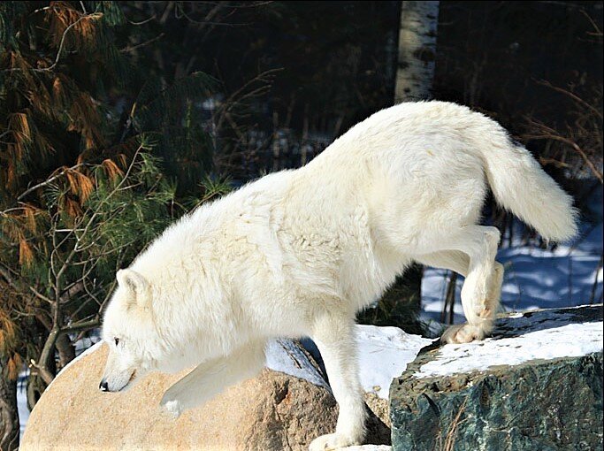 Фото из свободного доступа "Яндекс-картинки" - Белая