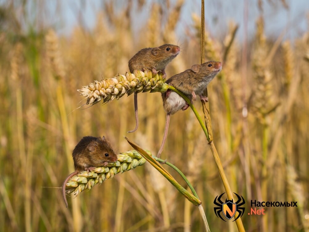 Мышь-полёвка