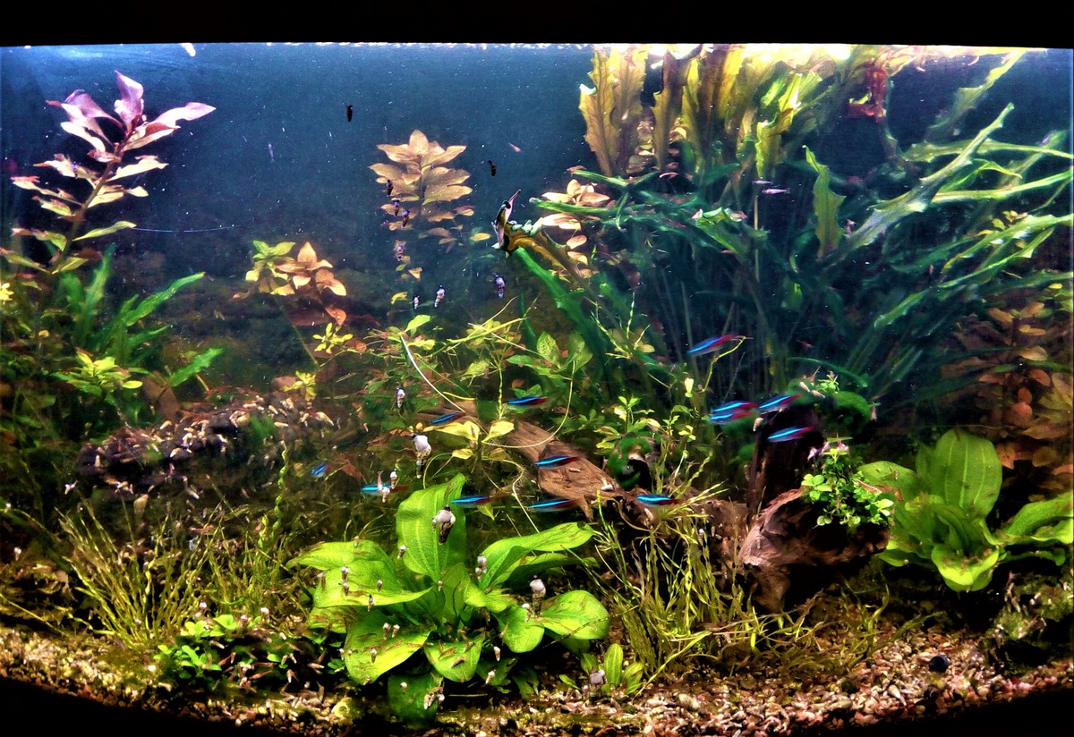 Это наш травник. Правда, сбоку. Фото автора. 