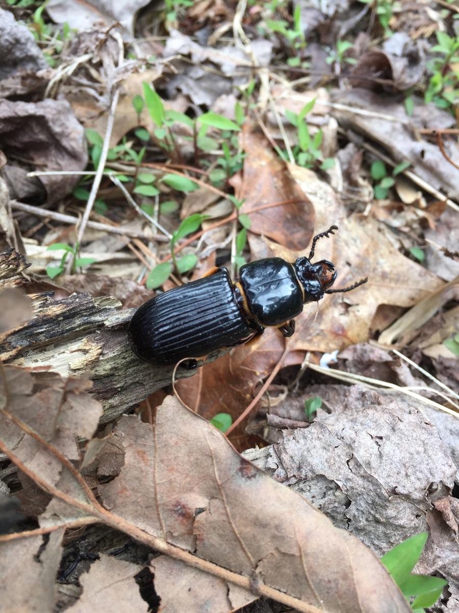  Источник Яндекс.Картинки https://static.inaturalist.org/photos/17593402/original.jpg?1525719129