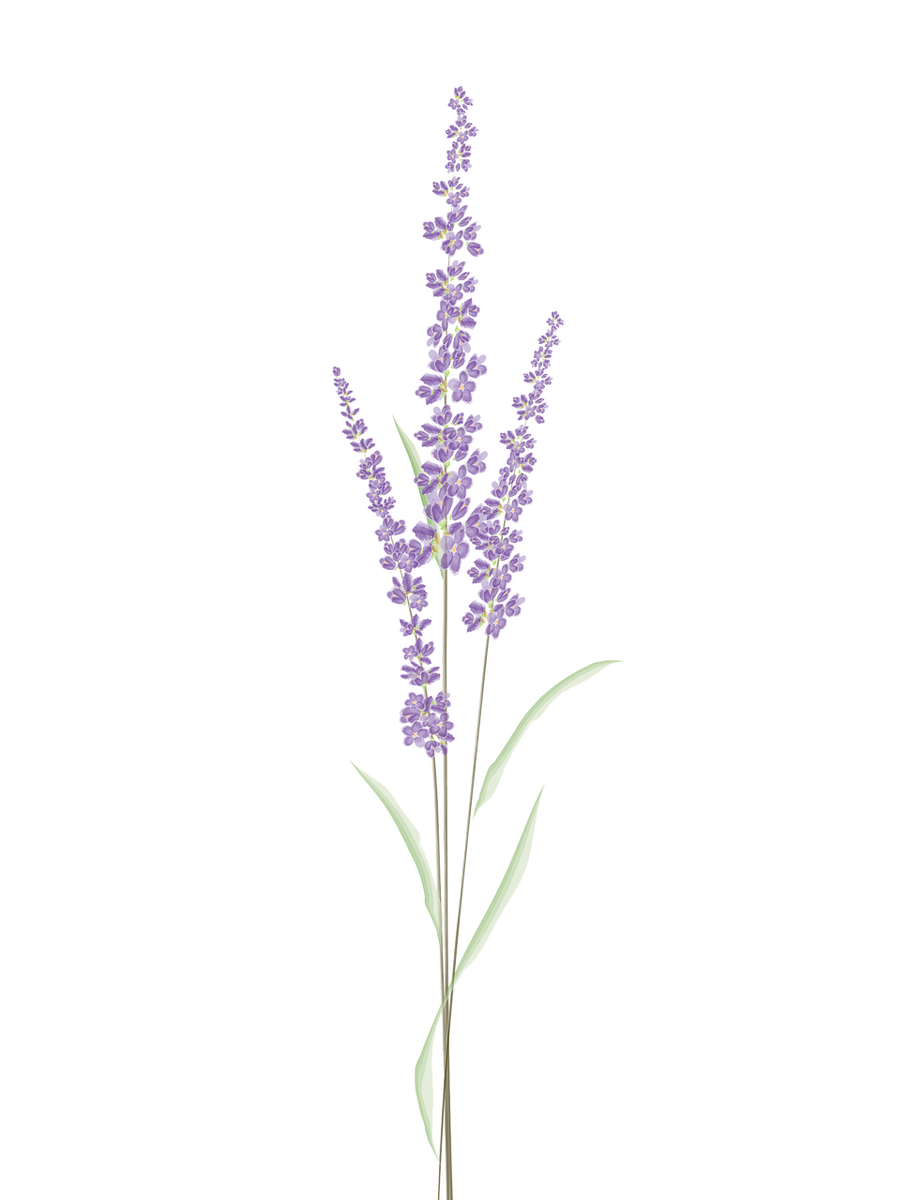 Source: https://pixabay.com/ru/illustrations/lavender-watercolor-%D0%BB%D0%B0%D0%B2%D0%B0%D0%BD%D0%B4%D0%B0-%D0%B4%D0%B8%D0%B7%D0%B0%D0%B9%D0%BD-4341500/