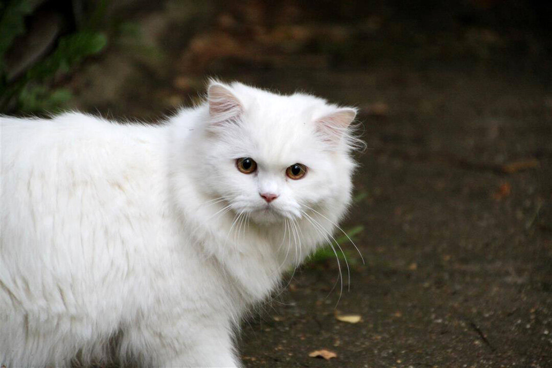 Белая немецкая длинношерстная кошка

Original:  http://petshoptop.com/media/27/96/be/2796be7d39a2d257f1a39e043bbf23af/5811cefb7af0c.jpg