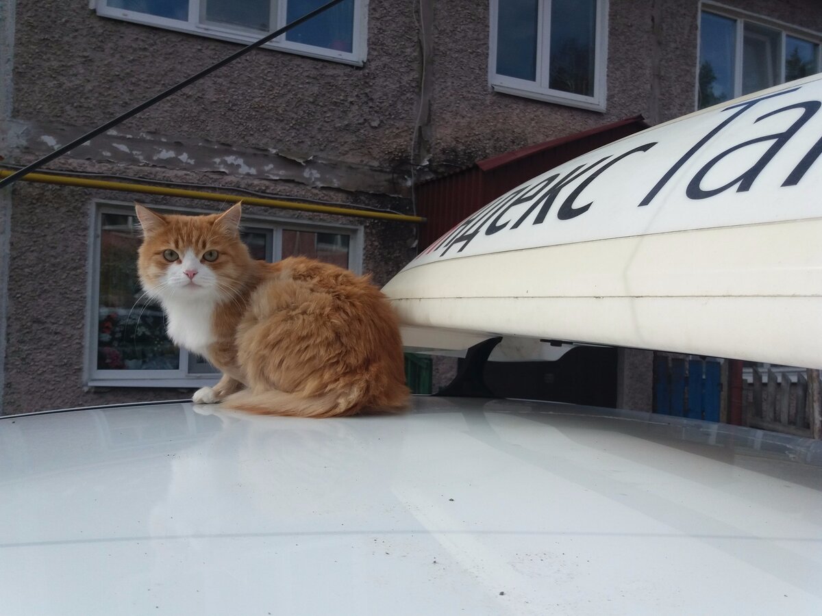 Кот на крыше
