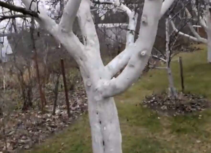 Побелённое дерево