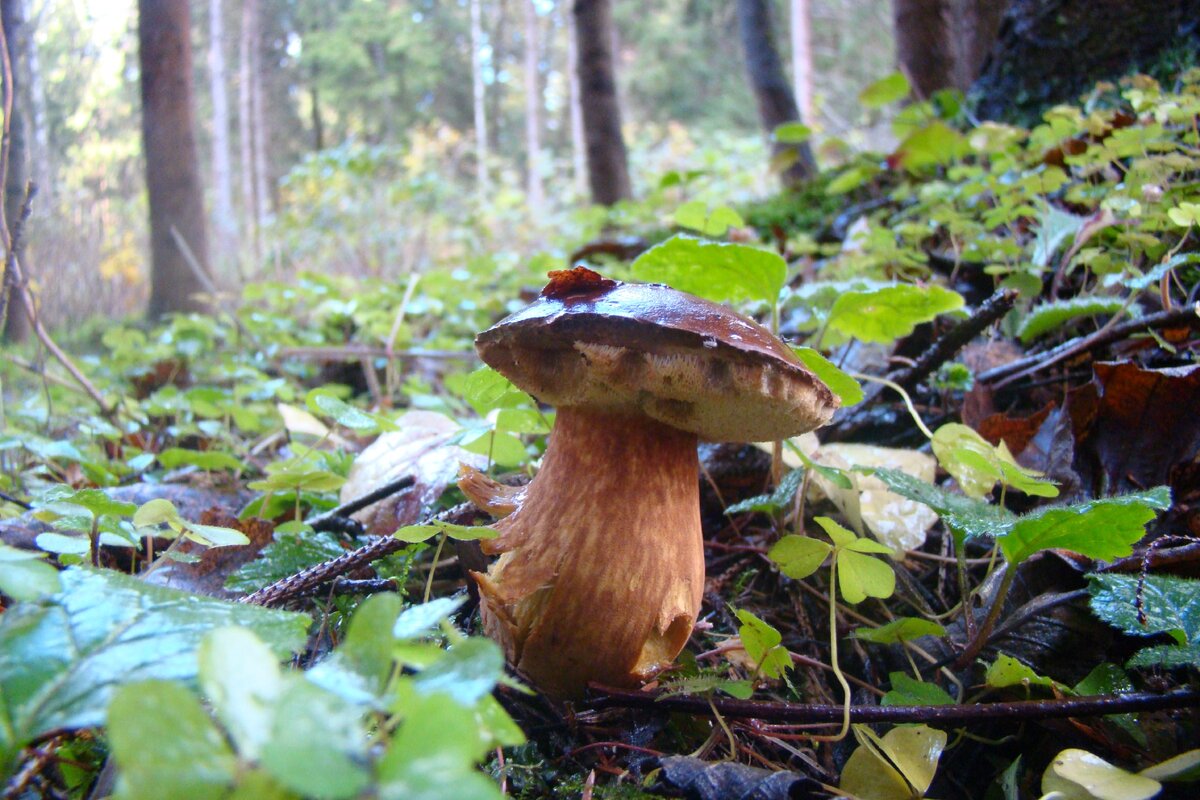 Вроде тоже - нормальный