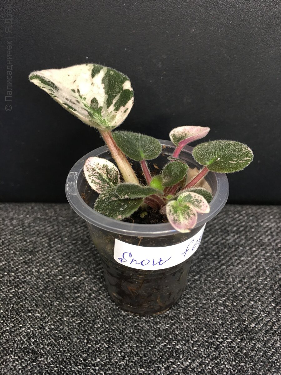 Детка фиалки сорта Snow Festival (LLG) у материнского листа.