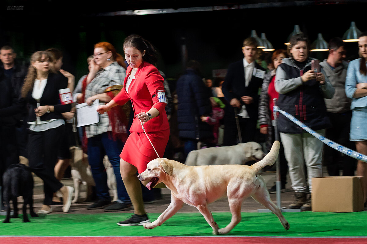 Лабрадор на выставке, питомник "Good Story"