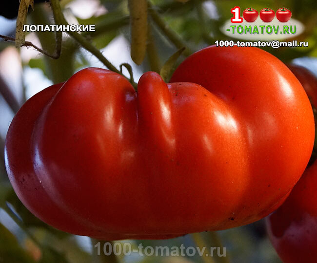 Томат Лопатинские фото 1