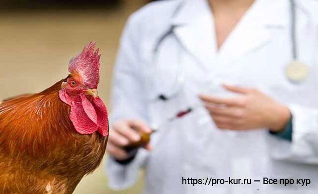 Прививки для кур и цыплят в домашних условиях. Список препаратов от наиболее опасных заболеваний