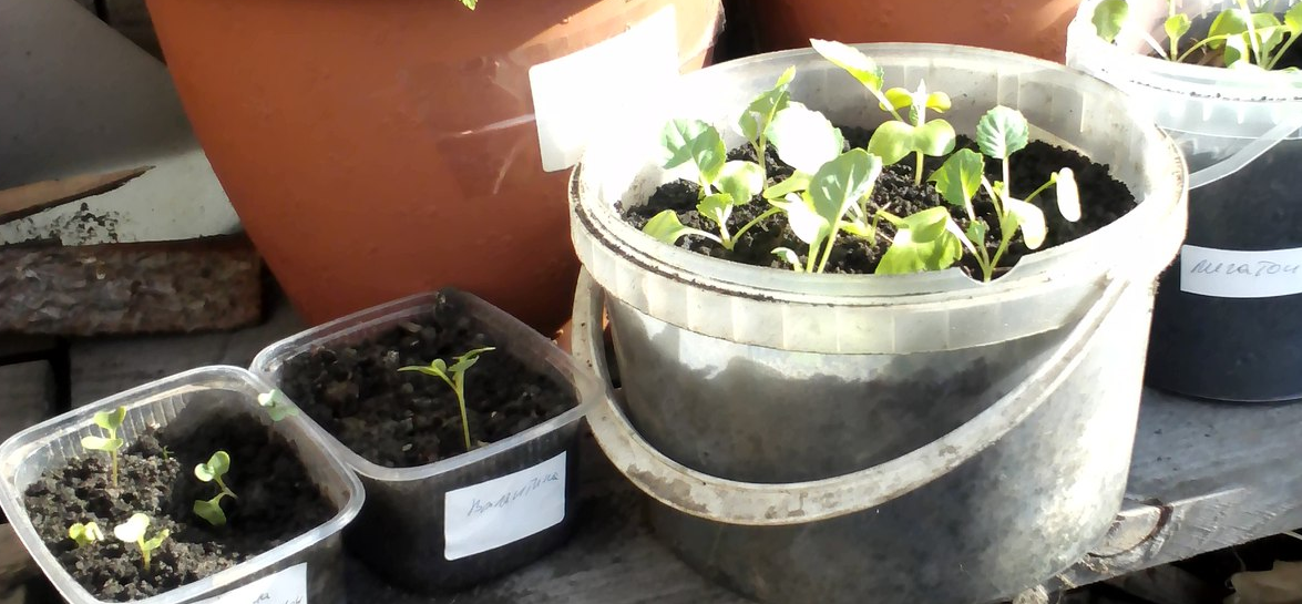 Валентина и Мегатон посеяны в один день! (на фото конец апреля)