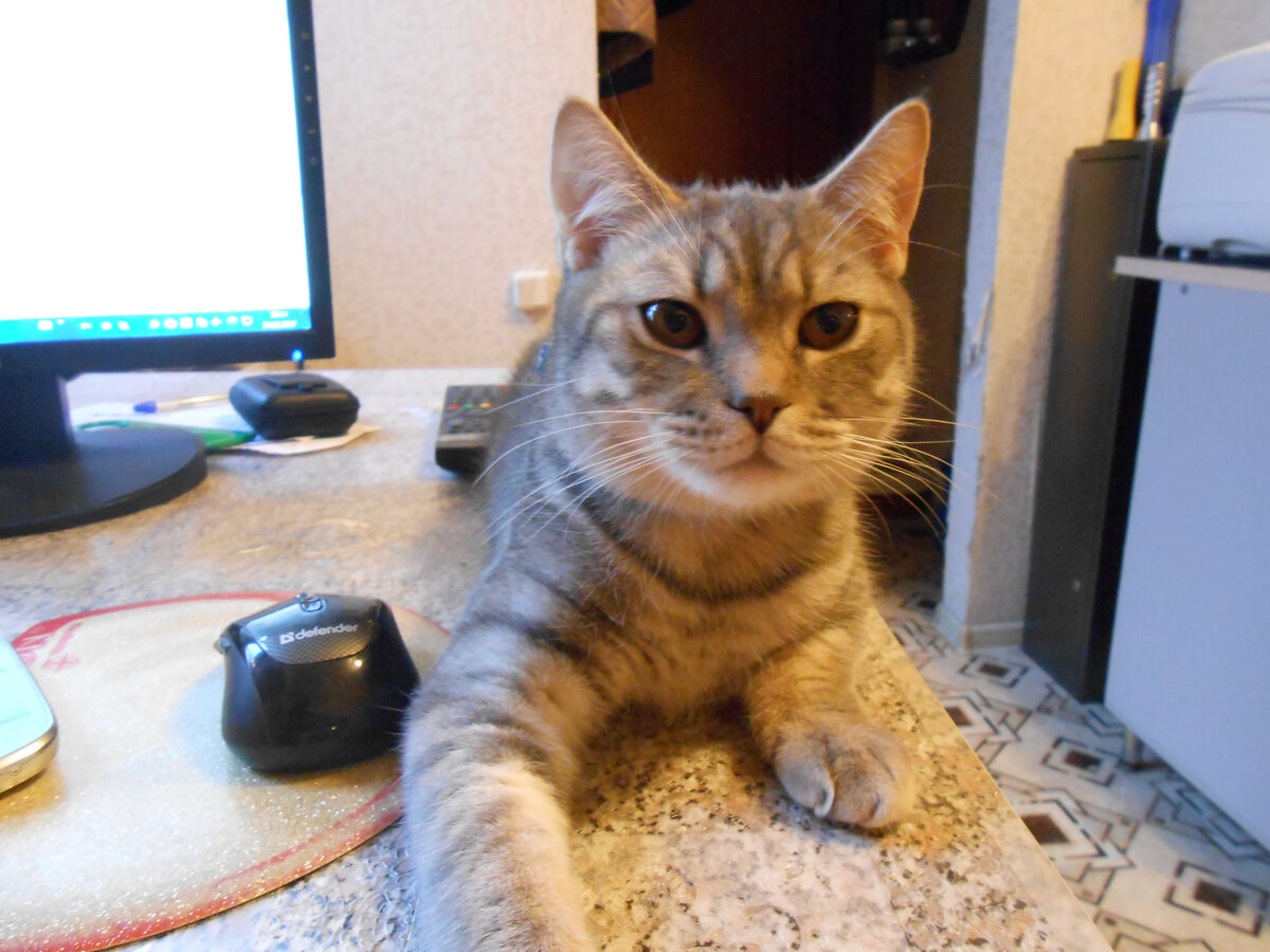 Мой шотландец Мяус