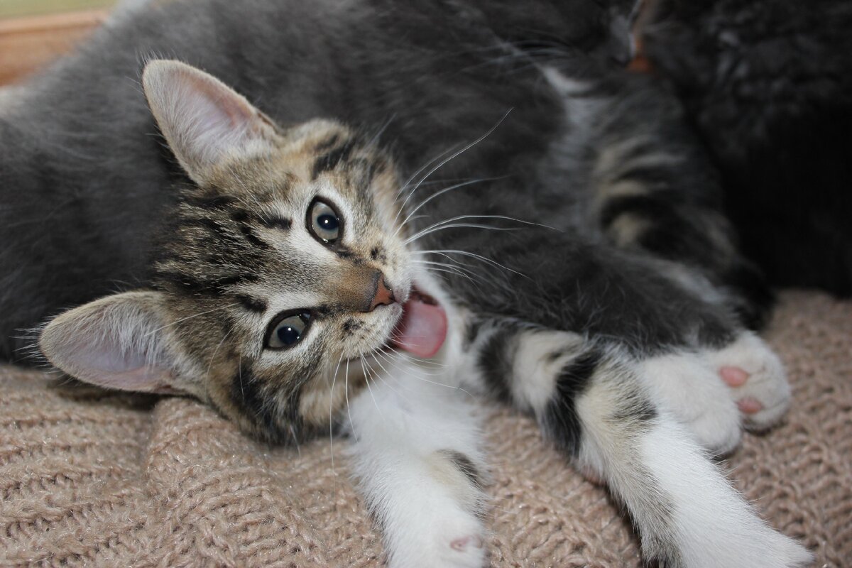 Соня. Для домашних - Скафандр. Когда интеллигентность скрыть невозможно...