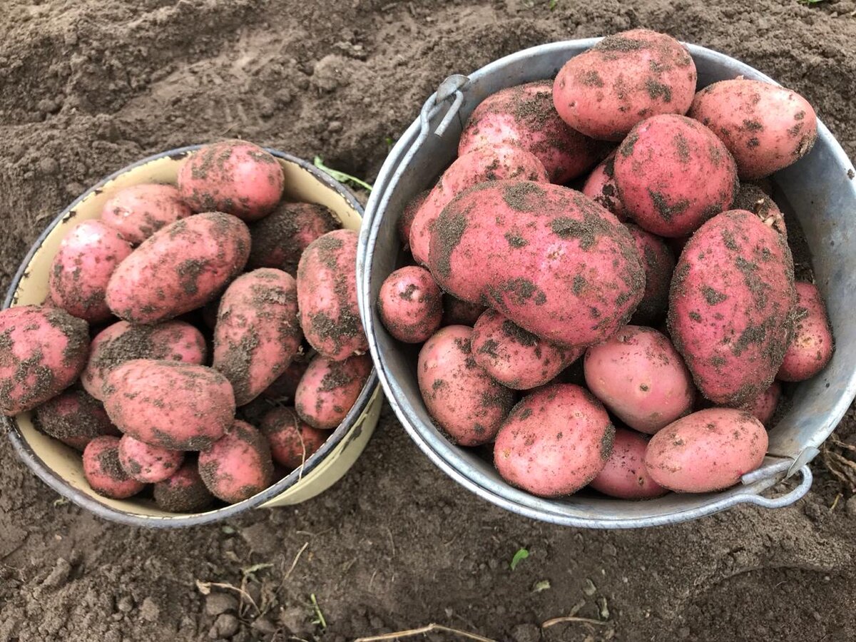 Дары северной природы в рецептах финской кухни - Это Финляндия