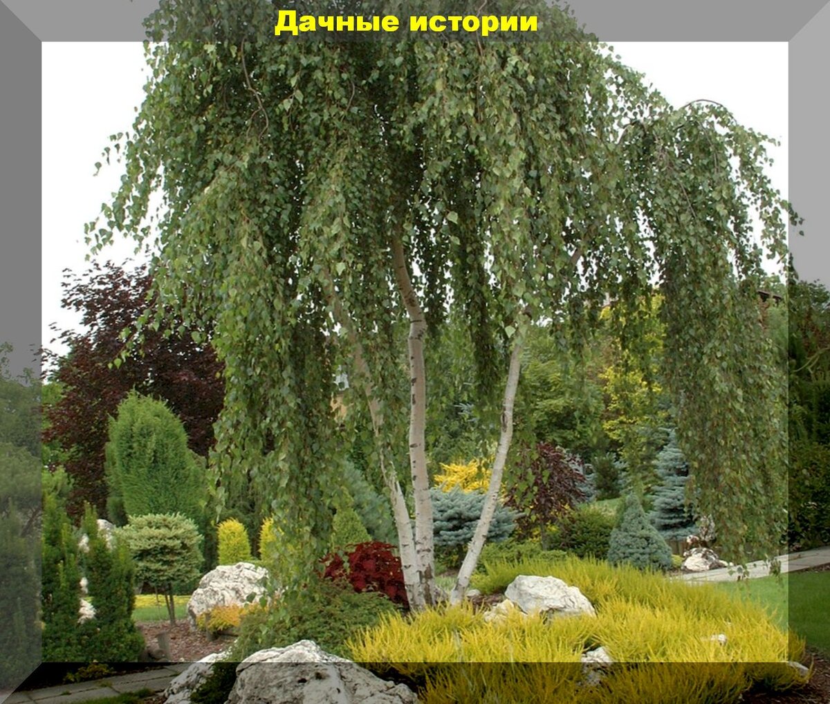 Ива карликовая плакучая. Ива пурпурная Пендула. Ива Вавилонская «Пендула». Береза Пендула Юнги. Карликовая Ива Пендула.