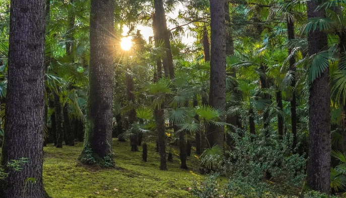 субтропический лес Сочи